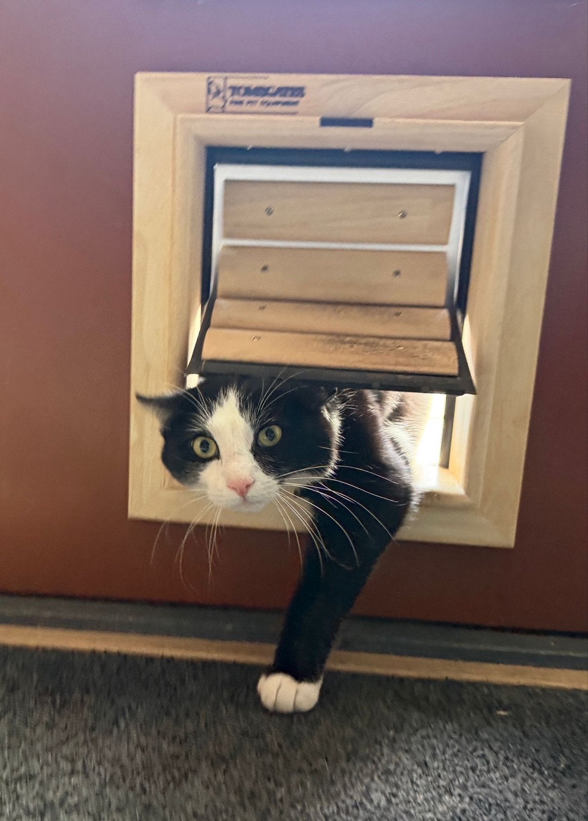 Toms gates kattenluikje, Dieren en Toebehoren, Ophalen, Zo goed als nieuw