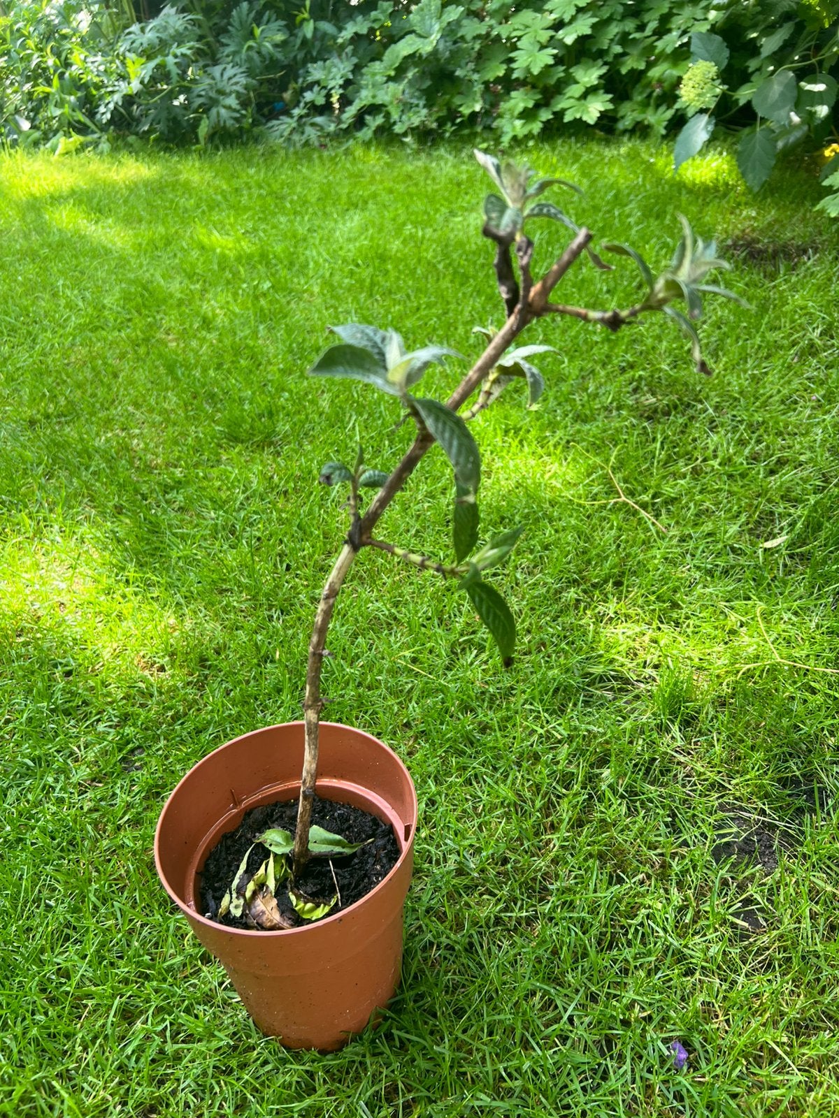 Flower power vlinderstruiken ongeveer 25cm hoog verkleurd!, Tuin en Terras, Planten | Tuinplanten, Ophalen, Overige soorten, Volle zon