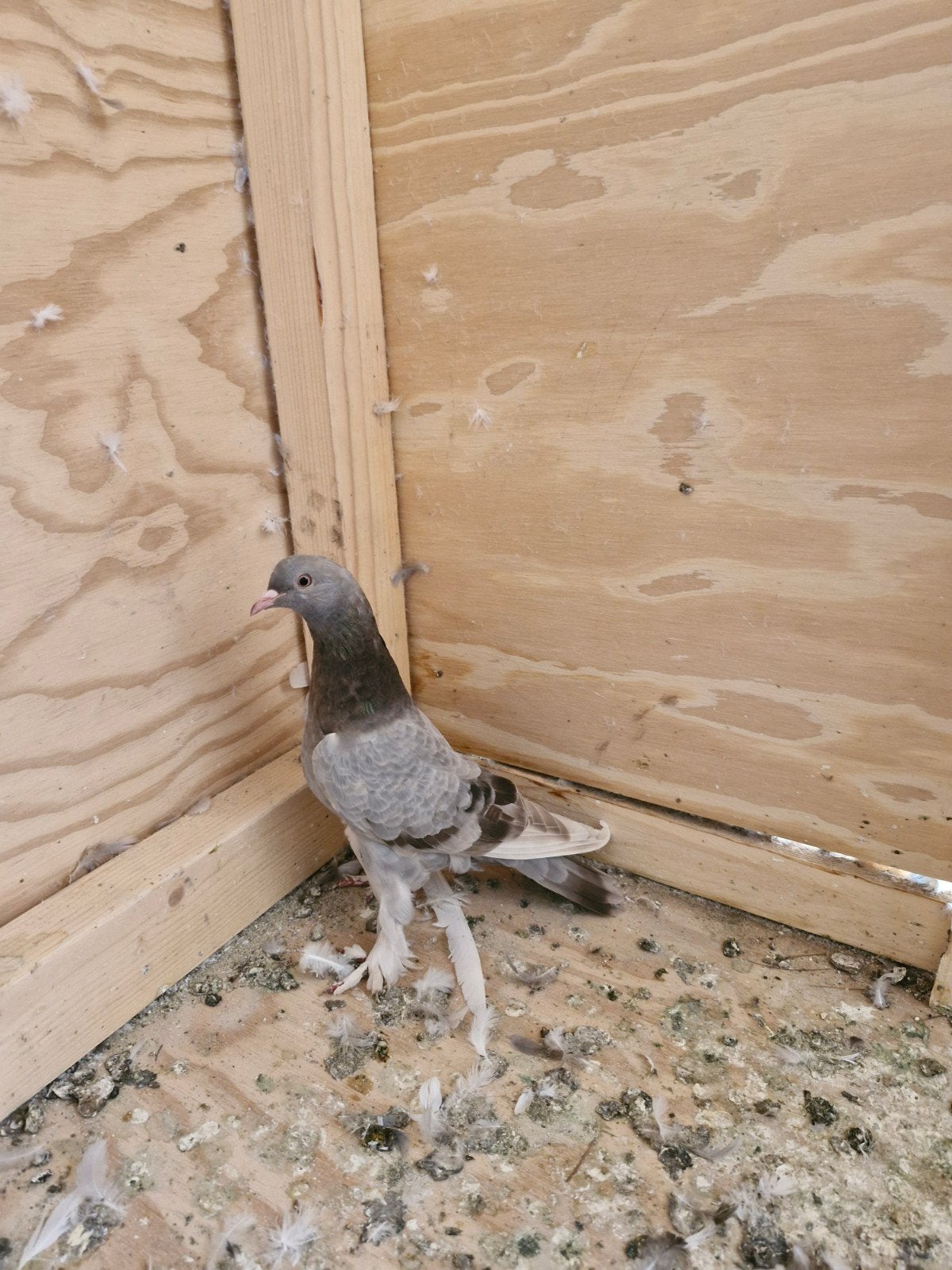 Takla Duif vrouwelijk, Vrouwelijk