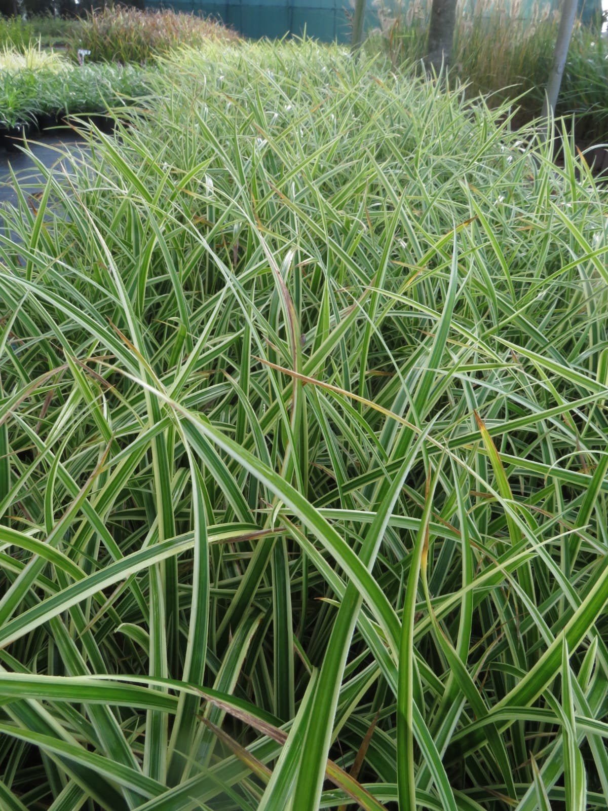 siergrassen, Carex morrowii goldband. bont blad. P9 planten., Vaste plant, Siergrassen, Ophalen of Verzenden, Halfschaduw