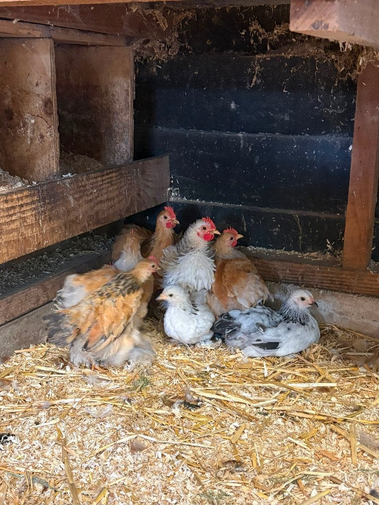 Mooie hanen, Dieren en Toebehoren, Pluimvee, Mannelijk, Kip