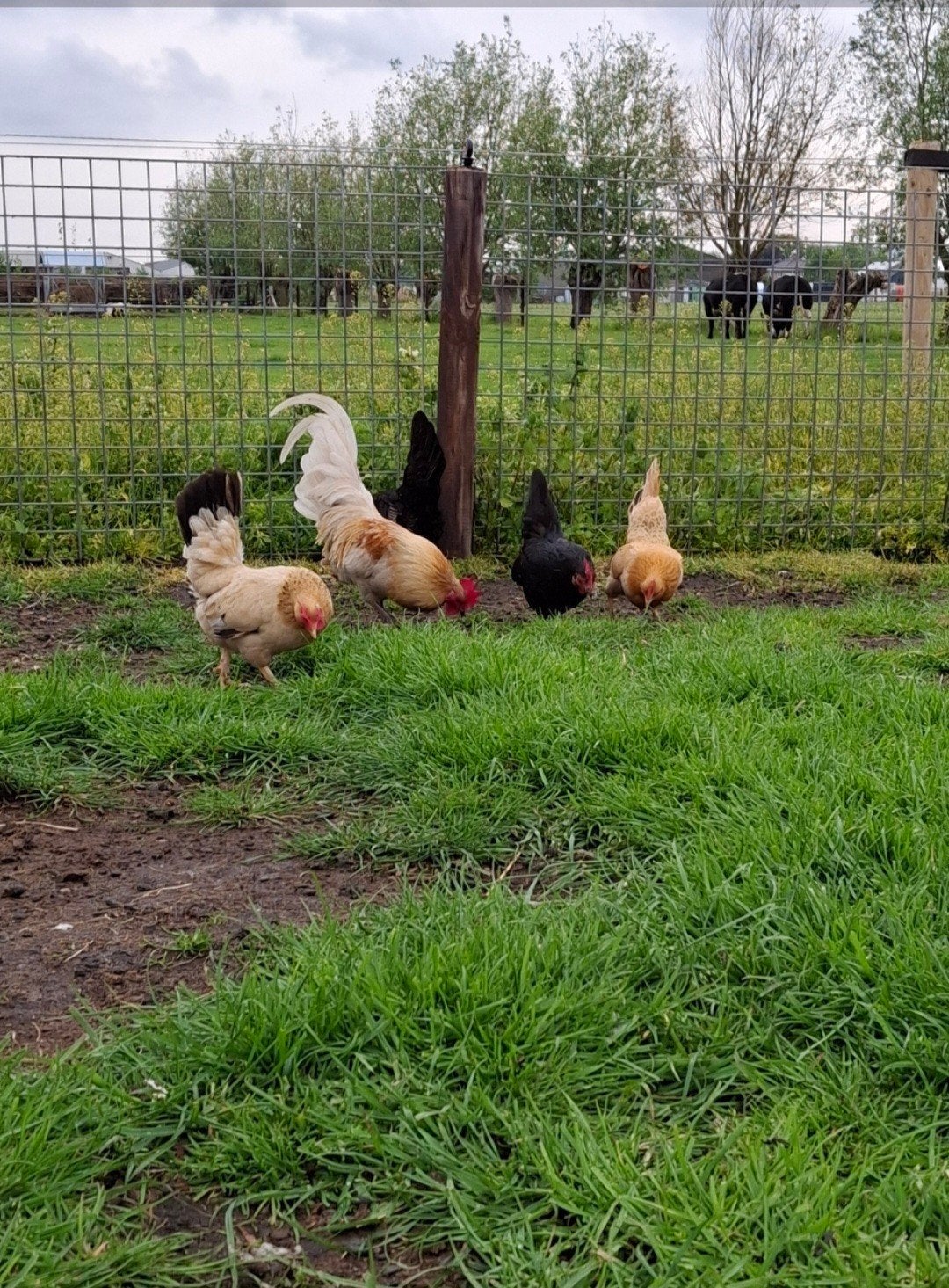 mooie toom serama's, Dieren en Toebehoren, Pluimvee, Meerdere dieren, Kip