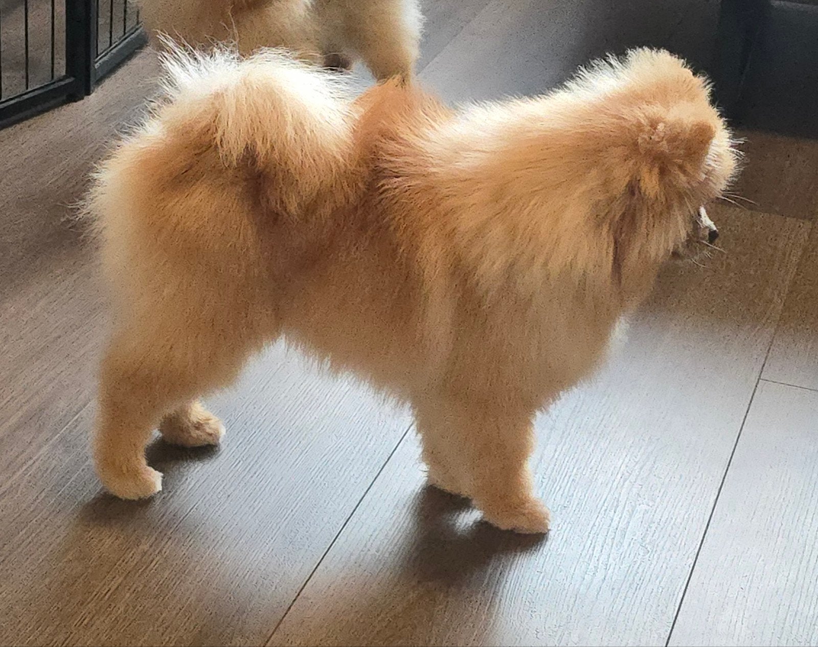 Pomeranian pup/reu met FCI stamboom, Dieren en Toebehoren, Honden | Poolhonden, Keeshonden en Oertypen, Particulier, Keeshond