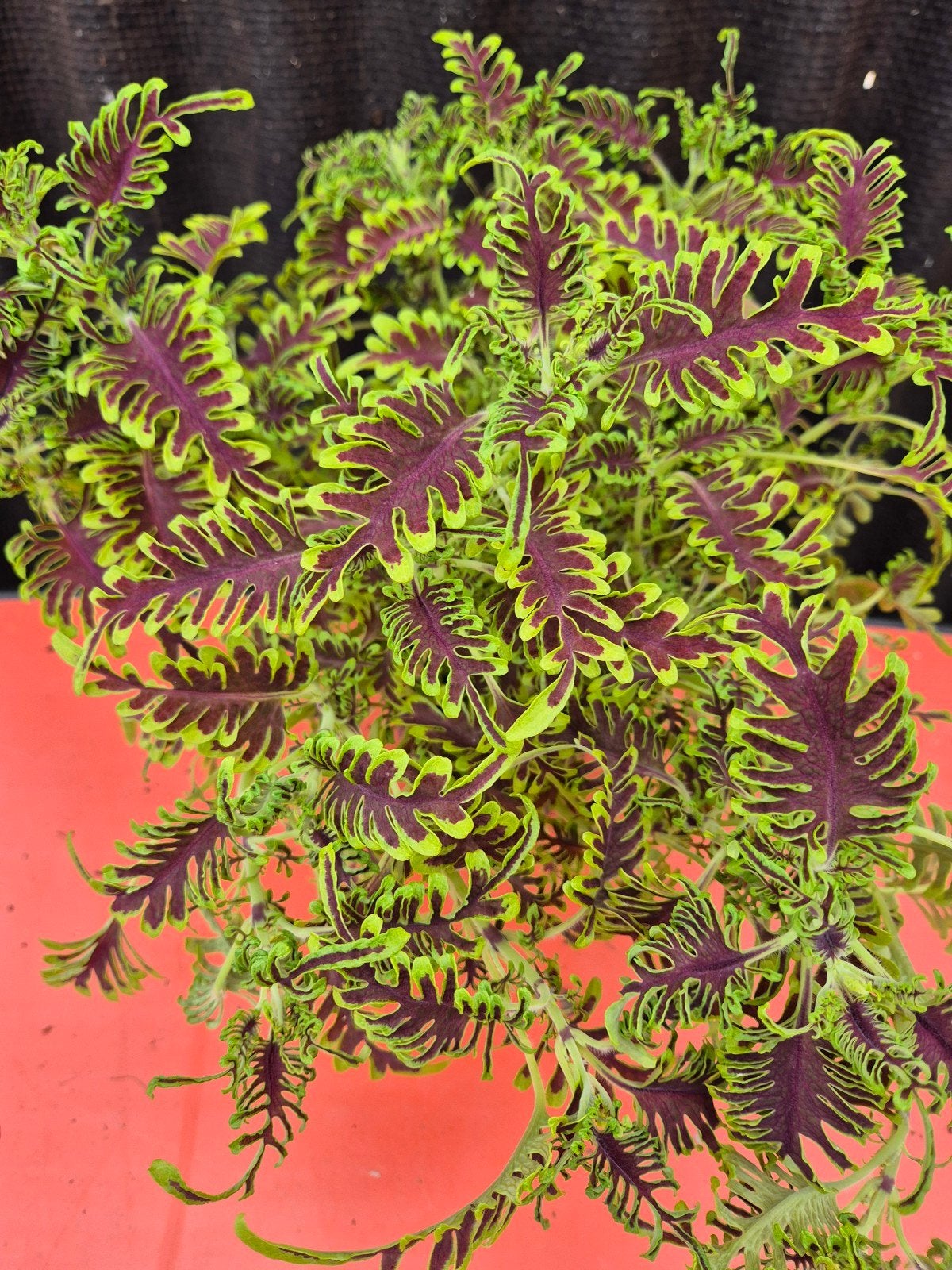 Plectranthus Skeleton p14, meerdere vergelijkbare exemplaren, Ophalen of Verzenden, Halfschaduw, Minder dan 100 cm