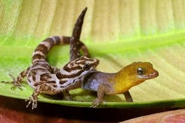 Gonatodes of Sphaerodactylus gezocht, Dieren en Toebehoren, Hagedis, 0 tot 2 jaar