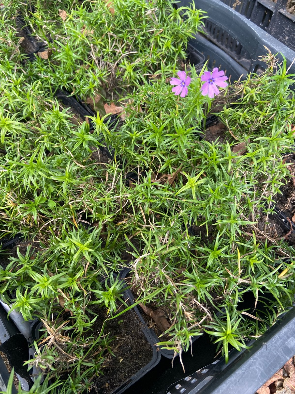 Kruipende Phlox (Phlox subulata) - Bodembedekker, Ophalen, Bodembedekkers, Volle zon, Vaste plant