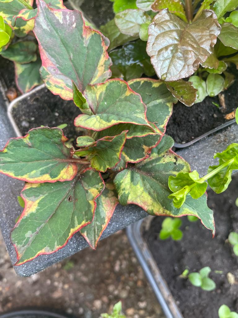 Houttuynia Cordata 'Chameleon' - Kleurrijke Bodembedekker, Ophalen, Bodembedekkers, Volle zon, Vaste plant