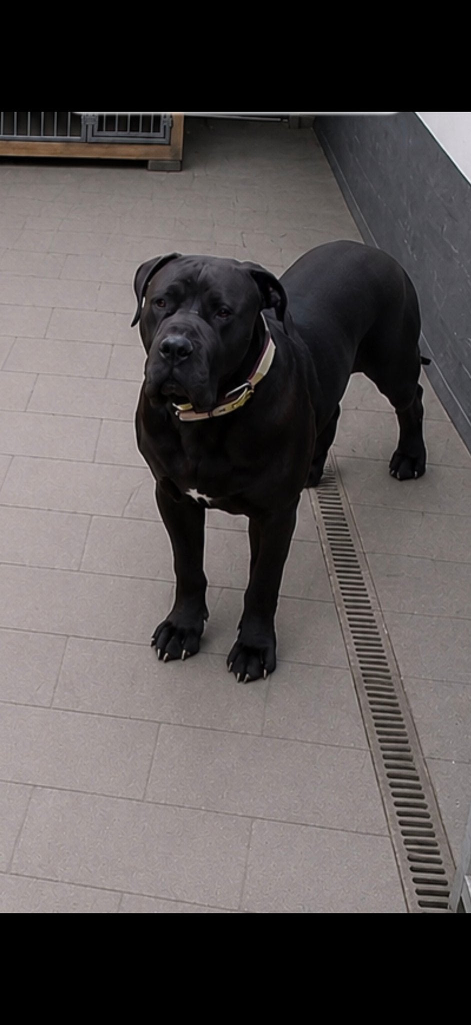 Zwarte Boerboel met stamboom niet te koop, Particulier, Reu, Buitenland, Eén hond