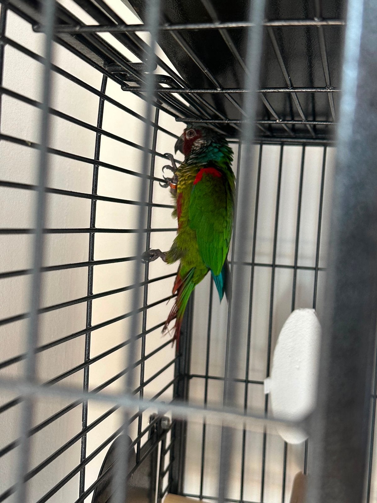 Pyrrhura Papagaai tekoop met kooi!, Dieren en Toebehoren, Mannelijk, Parkiet, Tam