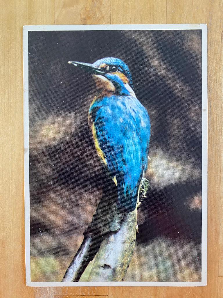Vintage Anzichtkaart Ijsvogel rookvrij huis, Ophalen of Verzenden, 1960 tot 1980, Ongelopen, Natuur