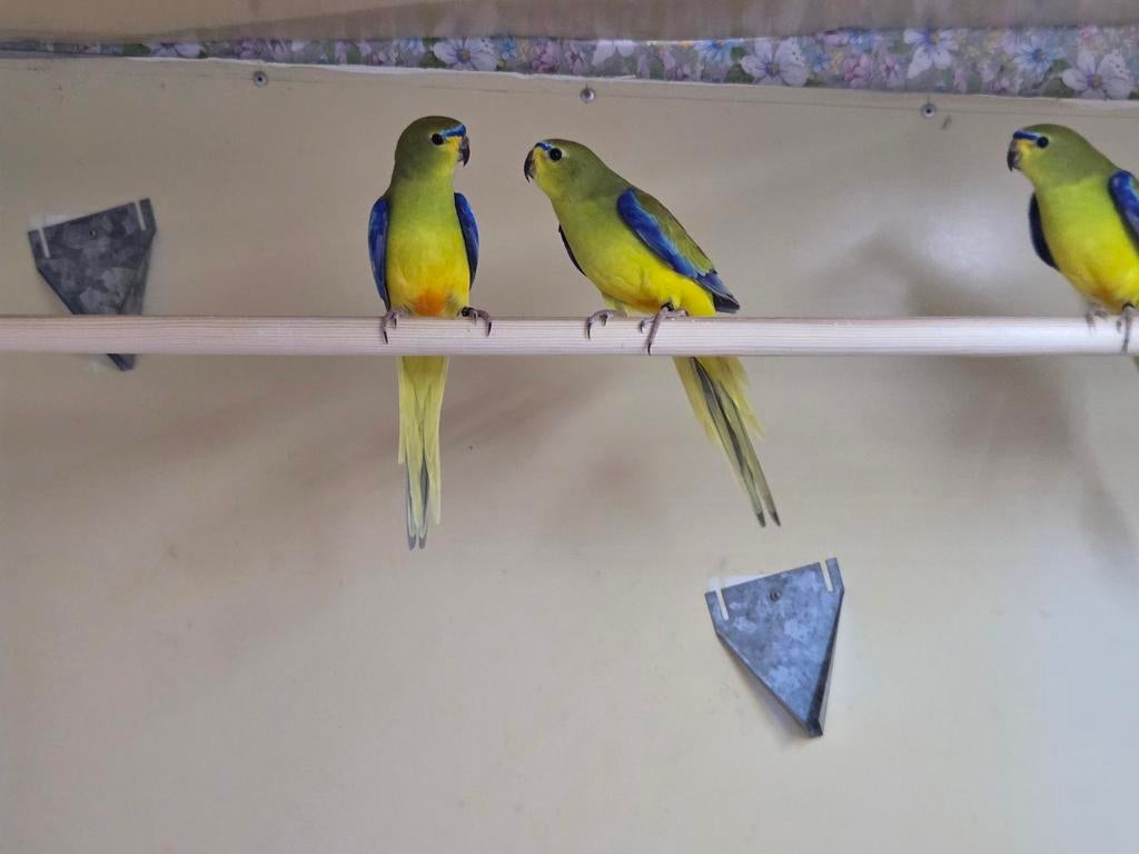 Elegant/Eleganten, Dieren en Toebehoren, Vogels | Parkieten en Papegaaien, Meerdere dieren, Parkiet, Geringd