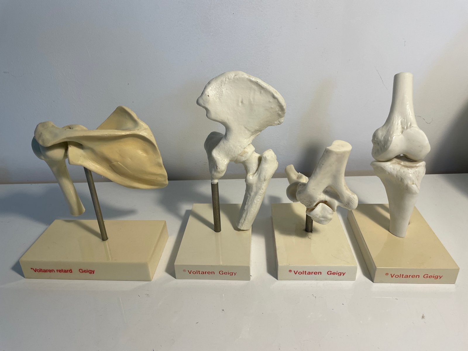 Anatomische modellen - Schouder, Heup, Elleboog, Knie, Ophalen of Verzenden, Gebruikt