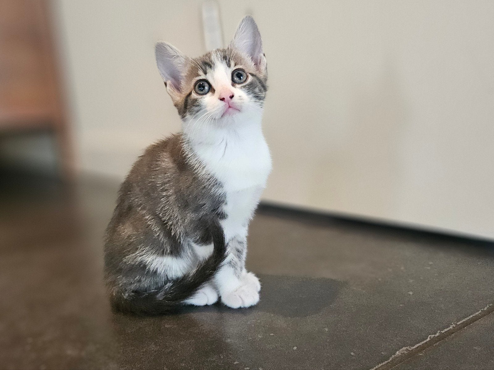 Poesje, 8 weken oud, Dieren en Toebehoren, Katten en Kittens | Overige Katten, Poes