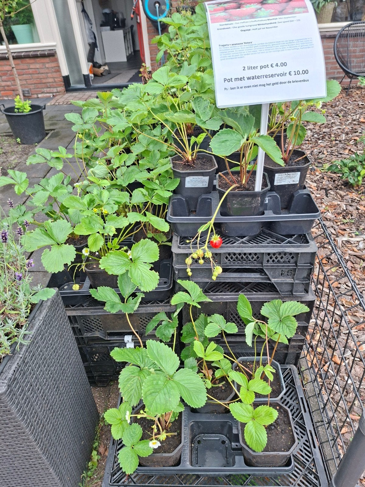 Aardbei Doordragend / Fragaria x Ananassa Ostara, Ophalen of Verzenden