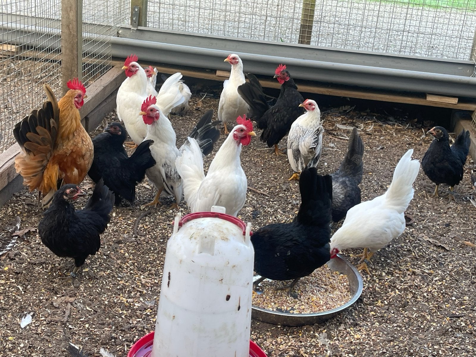 Enkele Serama hennetjes en haantjes, Meerdere dieren, Kip