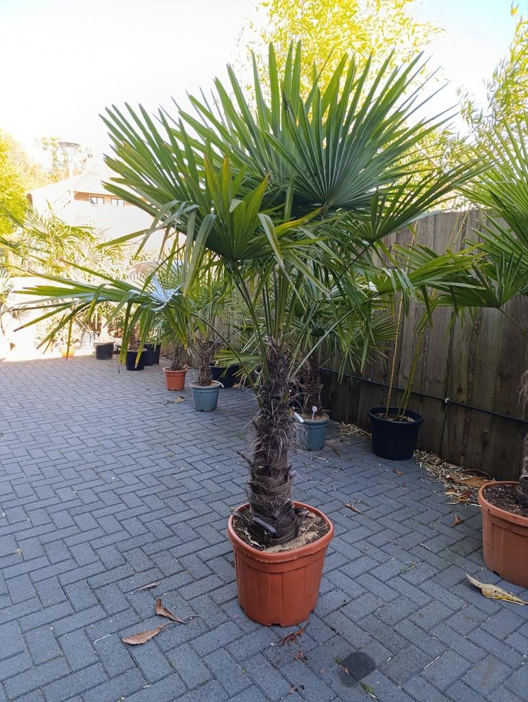 Trachycarpus fortunei winterharde palmboom, Tuin en Terras, Planten | Bomen, 100 tot 250 cm, Zomer, Palmboom, Ophalen