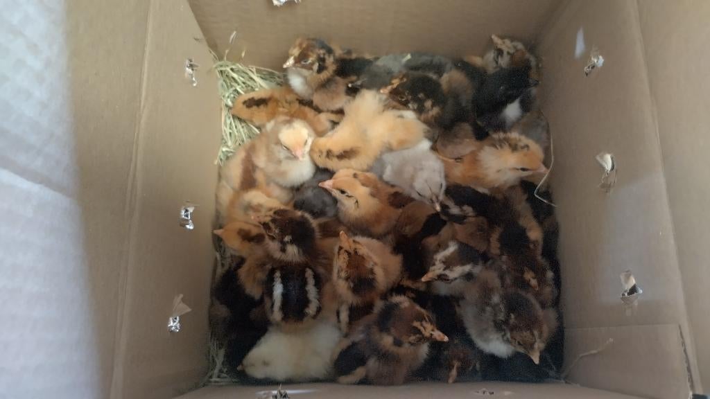 Jonge Barneverlder haantjes in diverse kleurslagen te koop, Dieren en Toebehoren, Pluimvee, Mannelijk, Kip