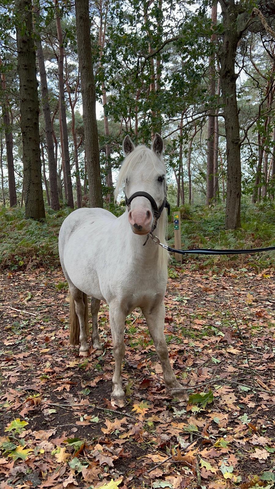 Pony’s zoeken vlot nieuwe thuis!, Merrie, B pony (1.17m tot 1.27m), Gechipt, 11 jaar of ouder