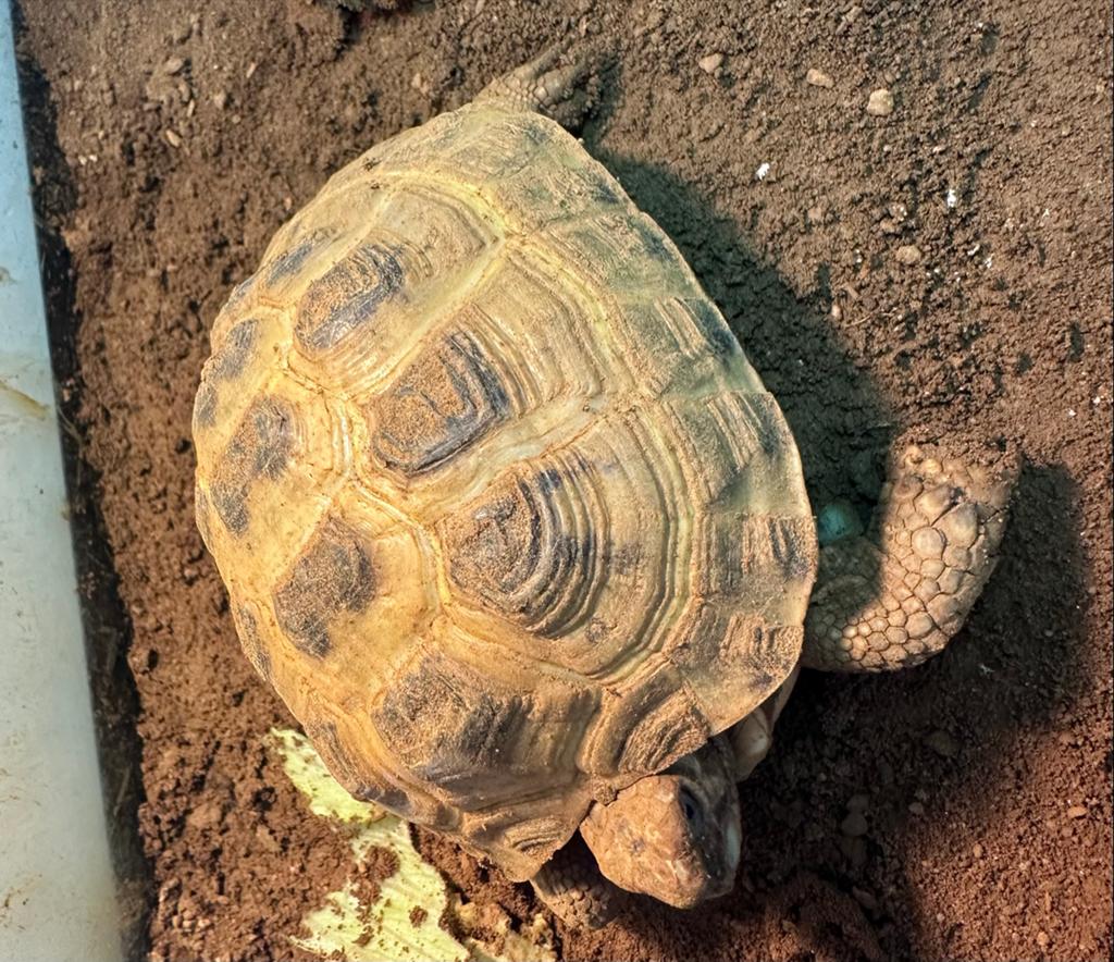 Schildpadden, Dieren en Toebehoren, Reptielen en Amfibieën, Schildpad