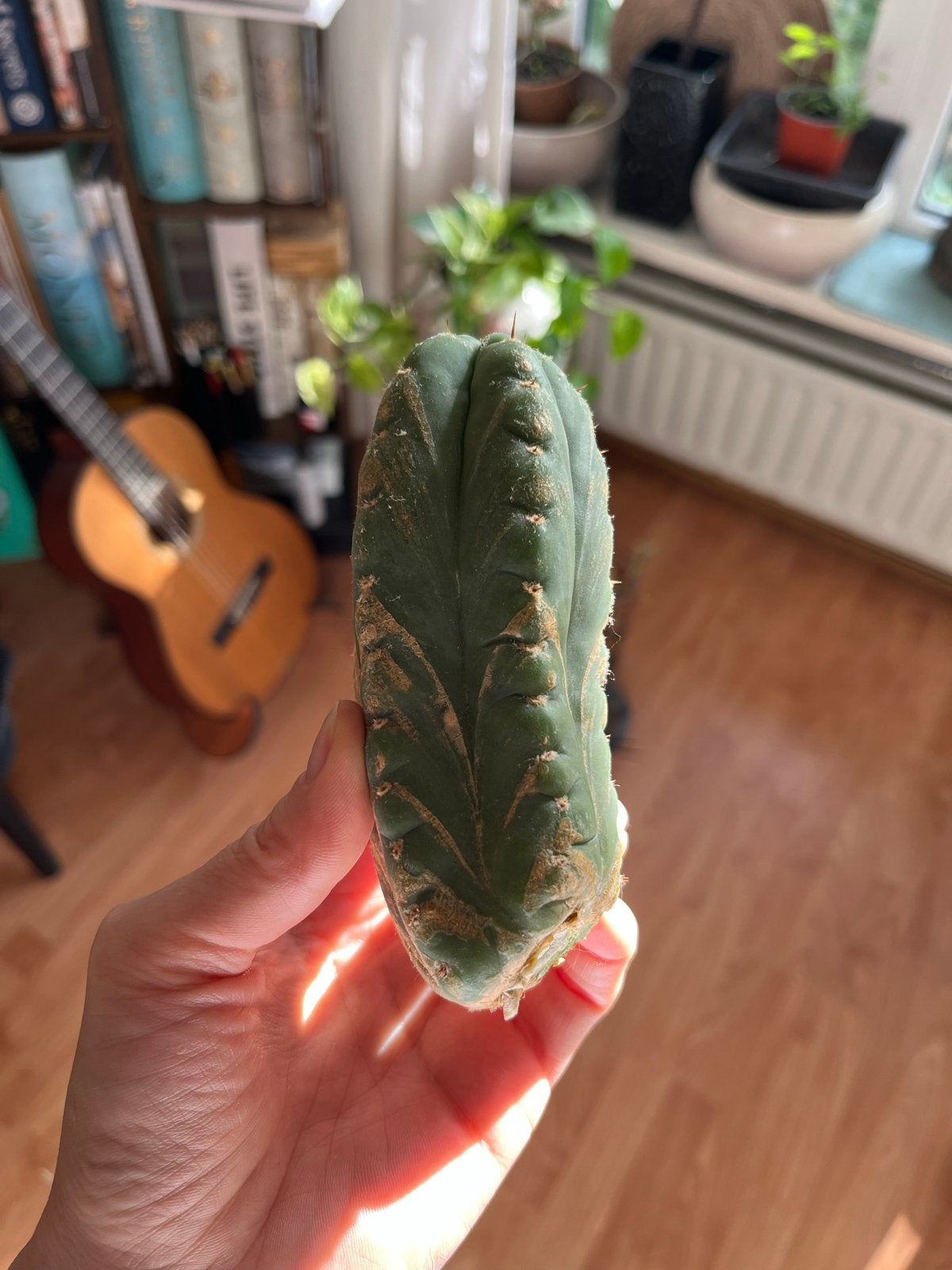 San Pedro Cactus stek - Trichocereus Pachanoi, Overige soorten, Volle zon, Vaste plant, Ophalen of Verzenden
