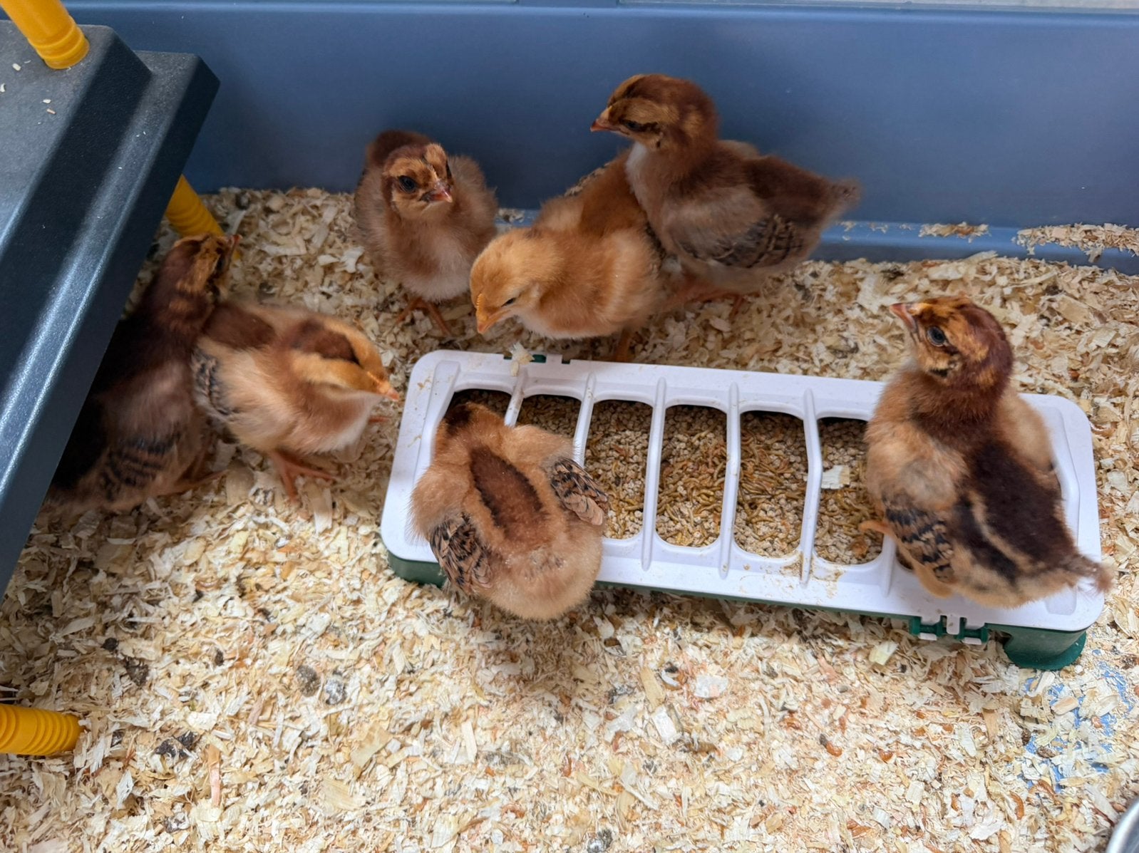 7 Rhode Island Red Kuikens 1 week oud, Dieren en Toebehoren, Pluimvee, Geslacht onbekend, Kip