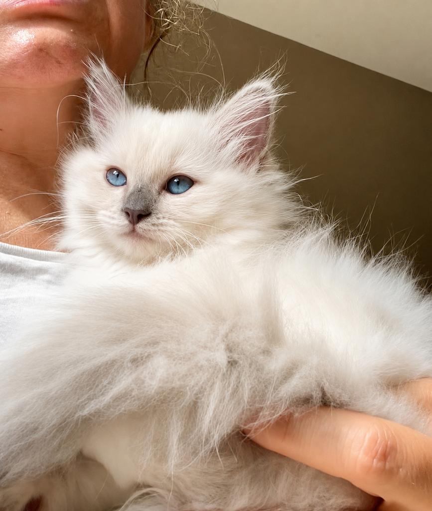 Ragdoll katertje uit exclusieve bloedlijn met stamboom, Dieren en Toebehoren, Katten en Kittens | Raskatten | Langhaar, Kater