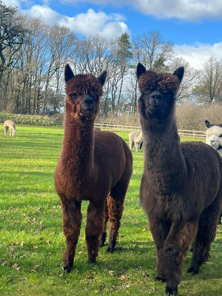 Mooie alpaca’s te koop, Dieren en Toebehoren, Overige Dieren, Juli, Meerdere dieren