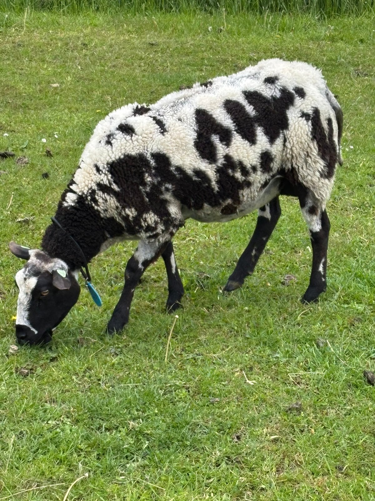 Koppel bonte schapen, Meerdere dieren, Schaap