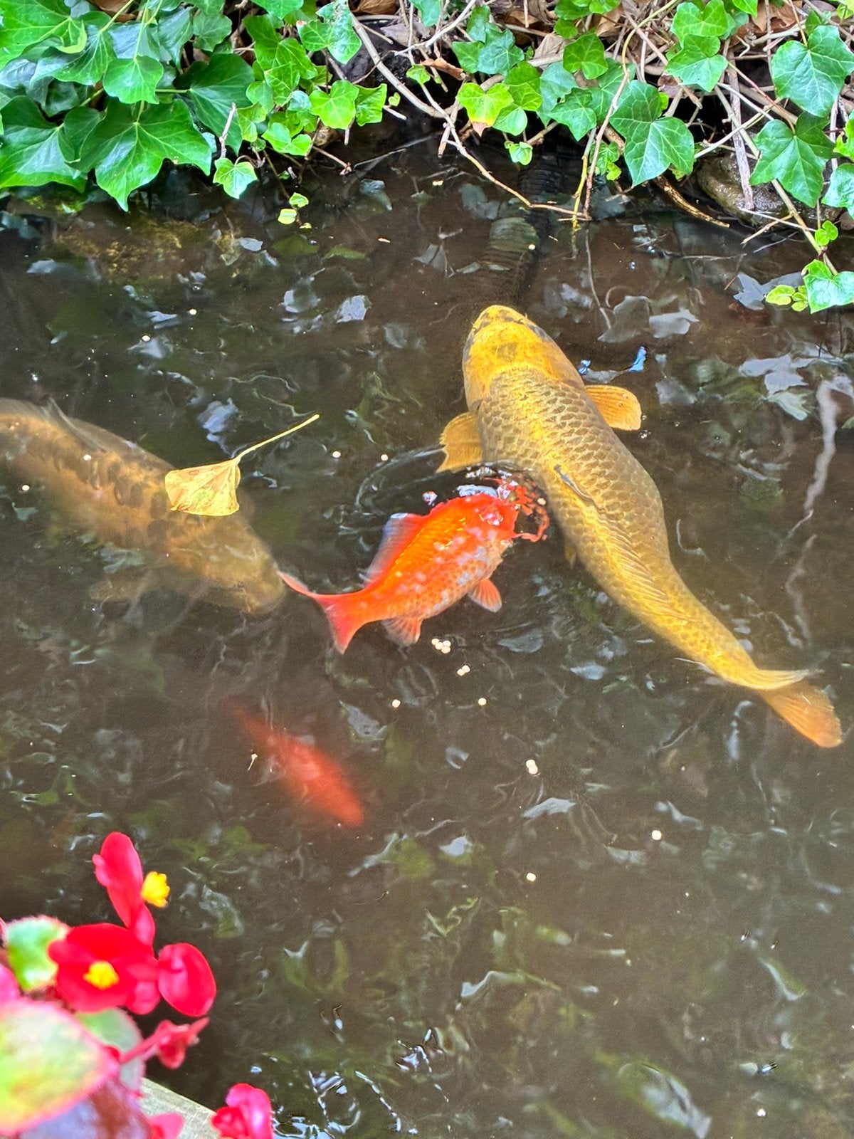 Koi karpers en goudvissen gratis afhalen, Karper of Koi