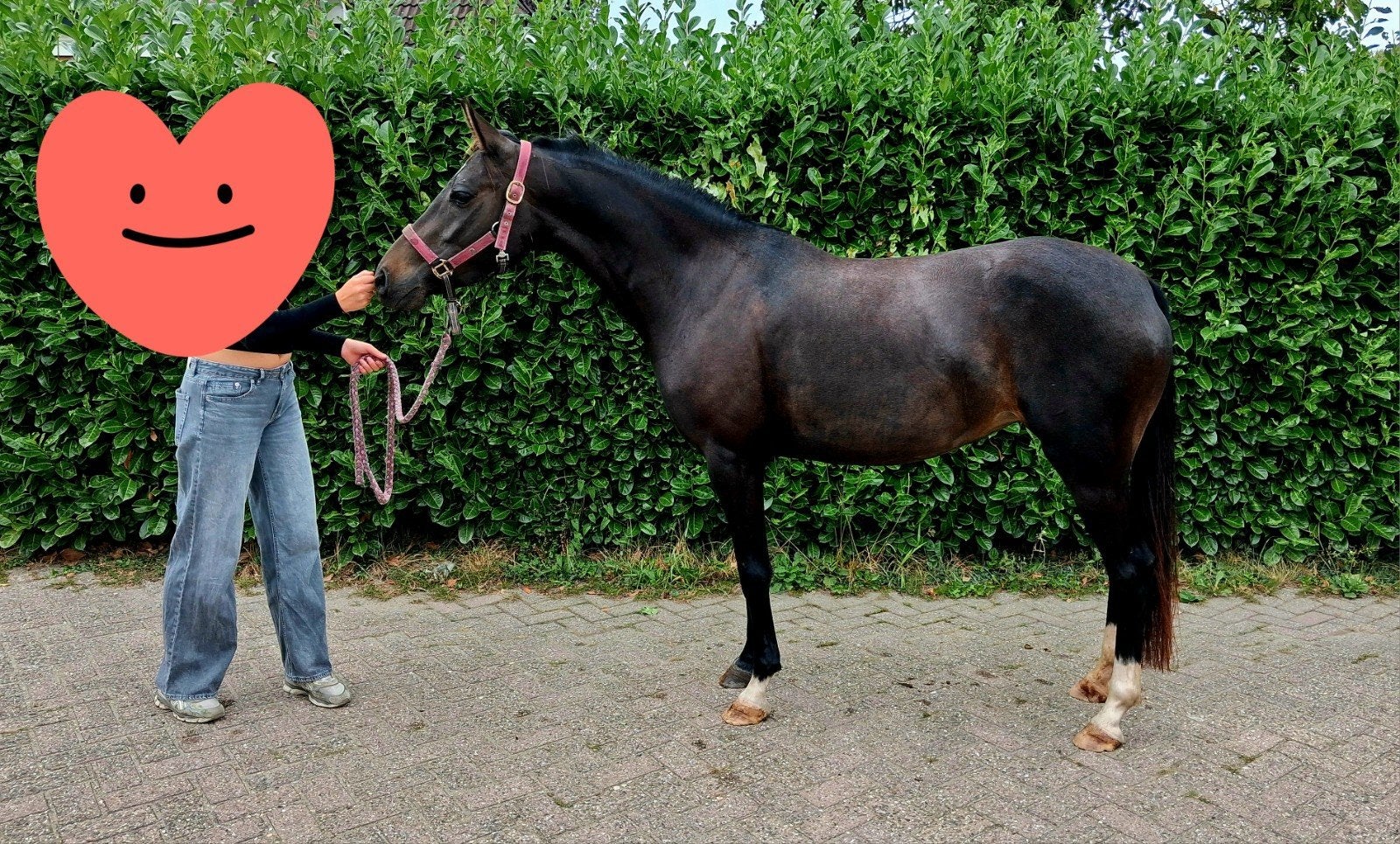 Fantastische 4 jarige NWR welsh merrie te koop!, Merrie, Met stamboom, Springpony, 3 tot 6 jaar
