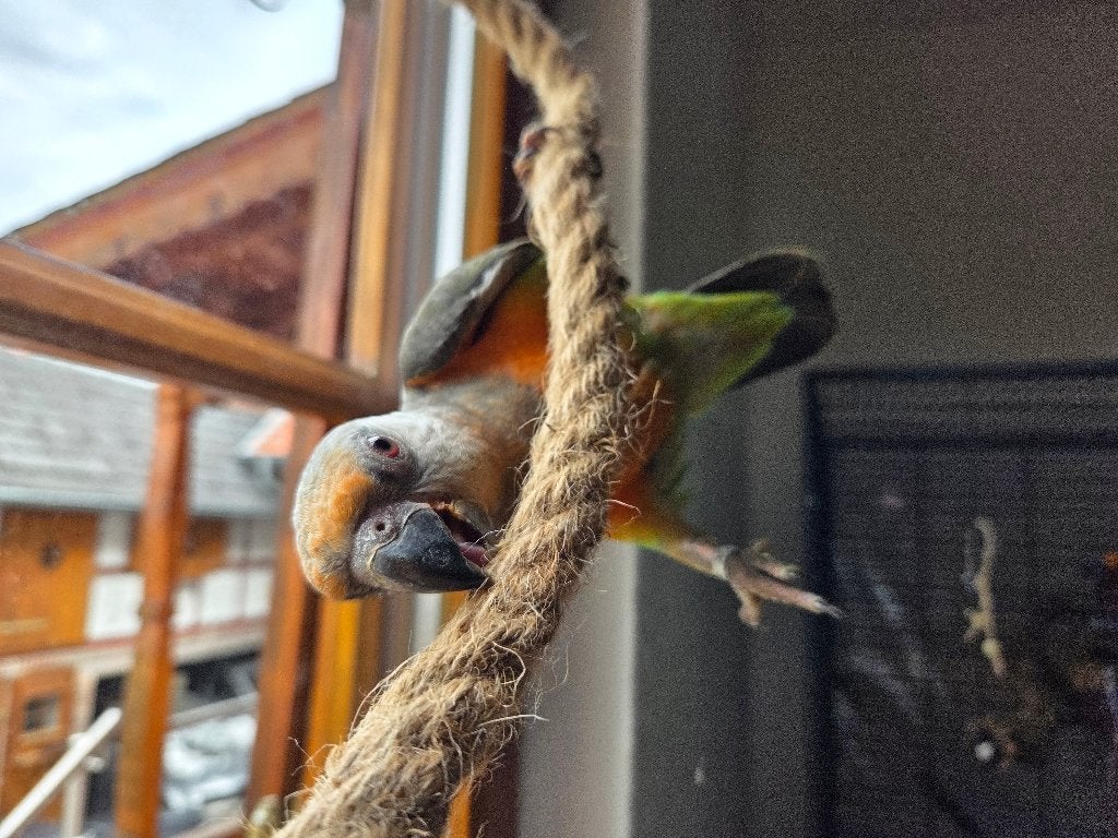 Super schattige roodbuik papegaai mannetje Baby, Dieren en Toebehoren, Vogels | Parkieten en Papegaaien, Mannelijk, Papegaai, Pratend