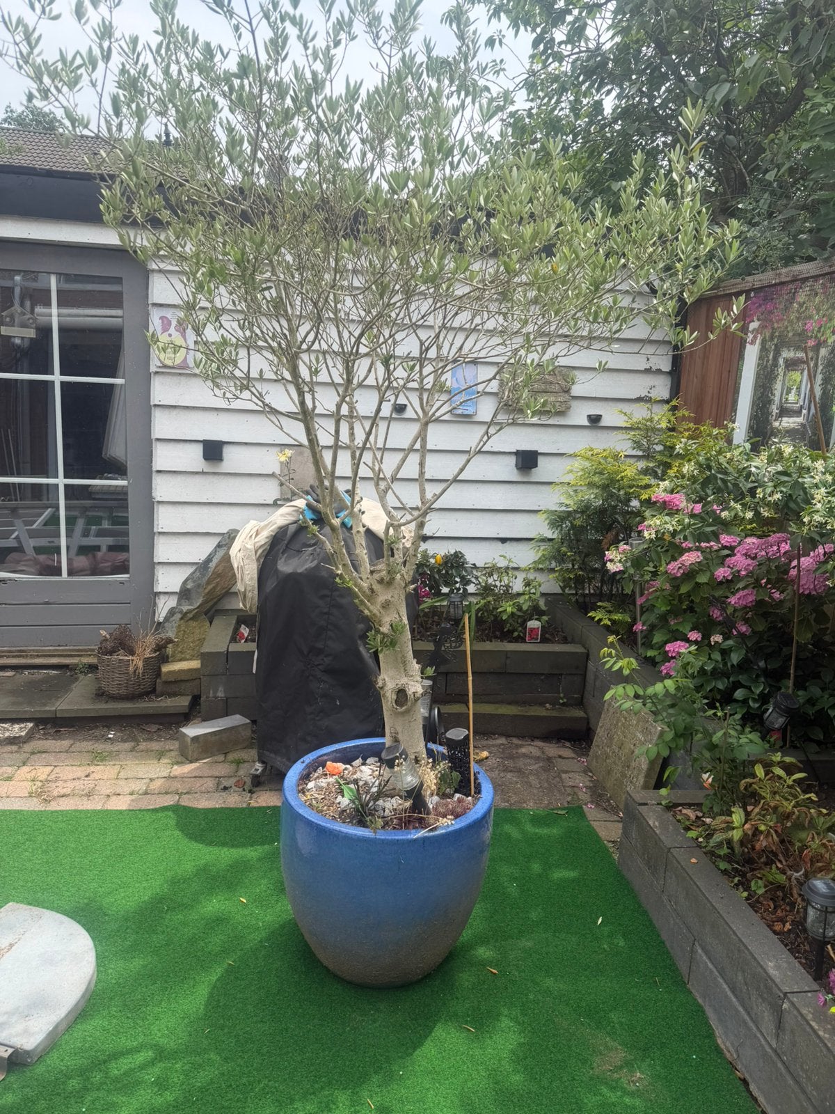 Blauwe pot met olijfboom, Bloeit niet, 100 tot 250 cm, Olijfboom, Ophalen