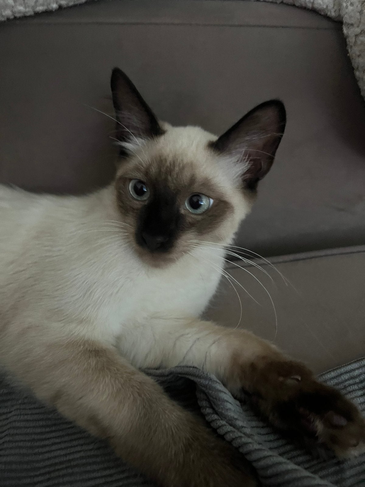 Sıamese kıttens/ gevaccineerd en sosıaal super speels, Poes, Kortharig, 0 tot 2 jaar