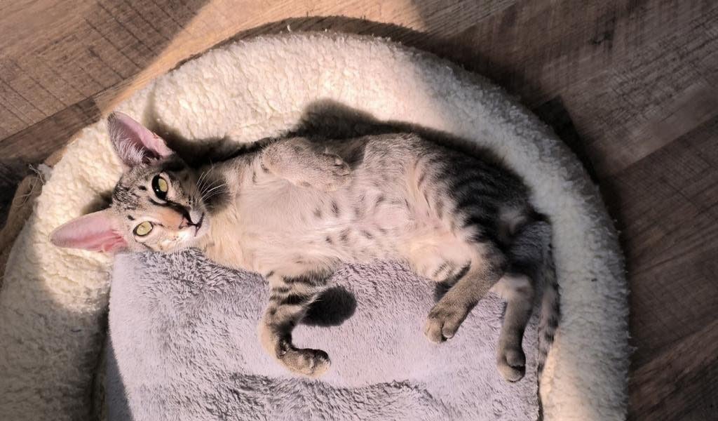 Kittens, Ooster korthaar kittens, oriental kittens, pete..., Dieren en Toebehoren, Katten en Kittens | Raskatten | Korthaar, Meerdere dieren