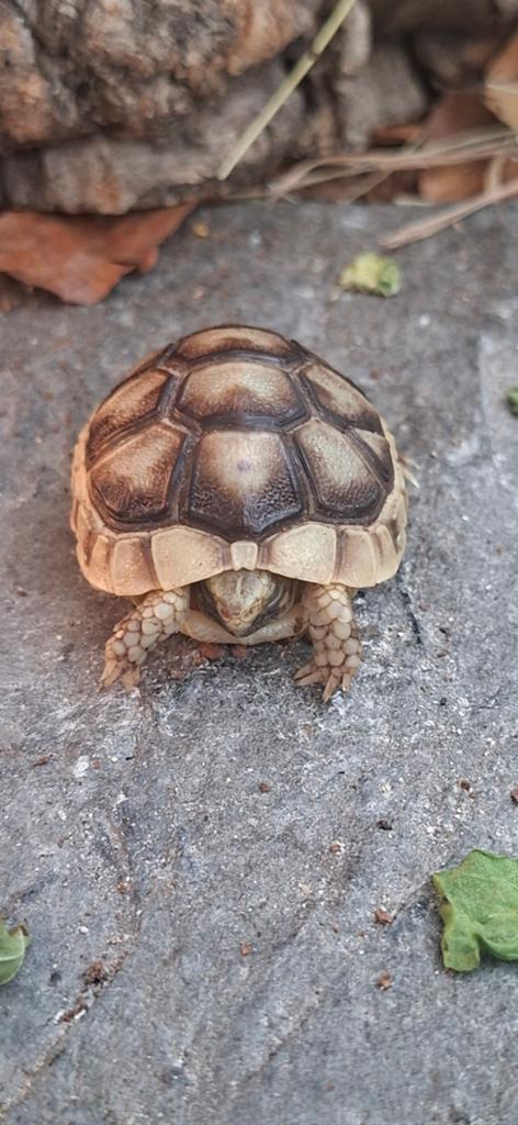 Testudo Marginata  nakweek. 75 euro Tortoise - unknown for sale from Eddy