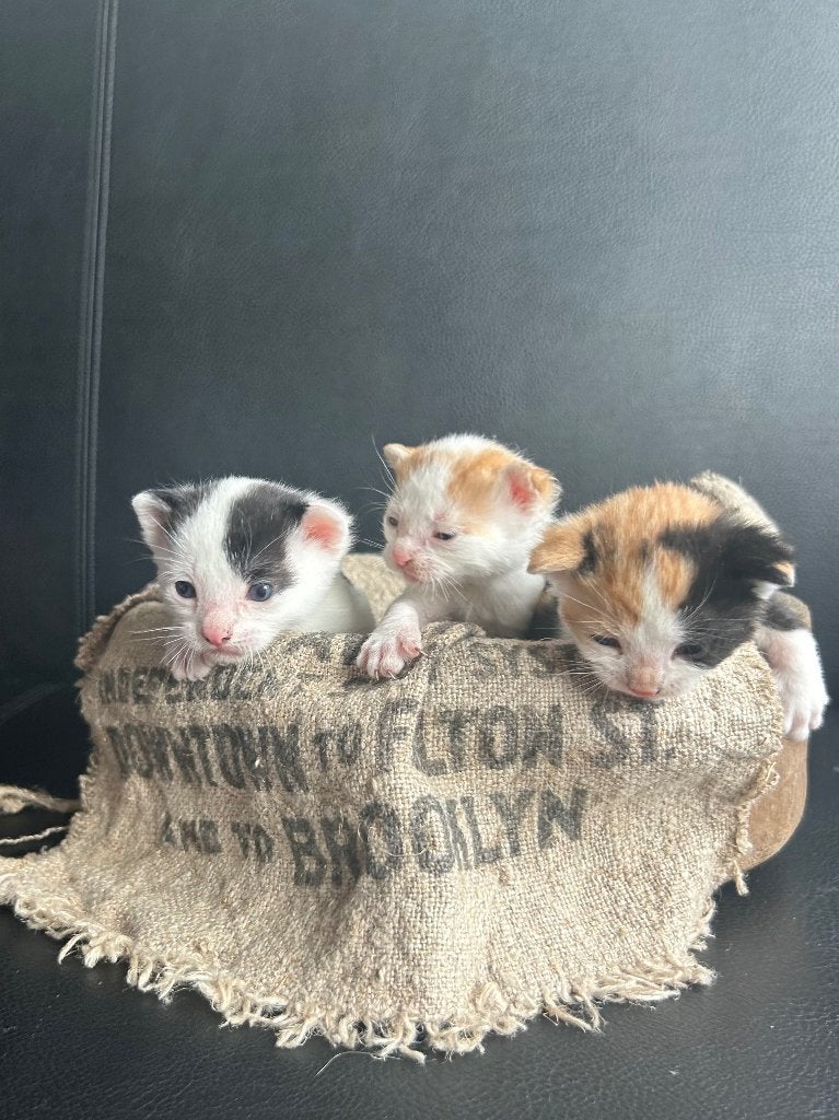 Lieve kittens te koop, Dieren en Toebehoren, Katten en Kittens | Raskatten | Korthaar, Meerdere dieren, Ontwormd, 0 tot 2 jaar