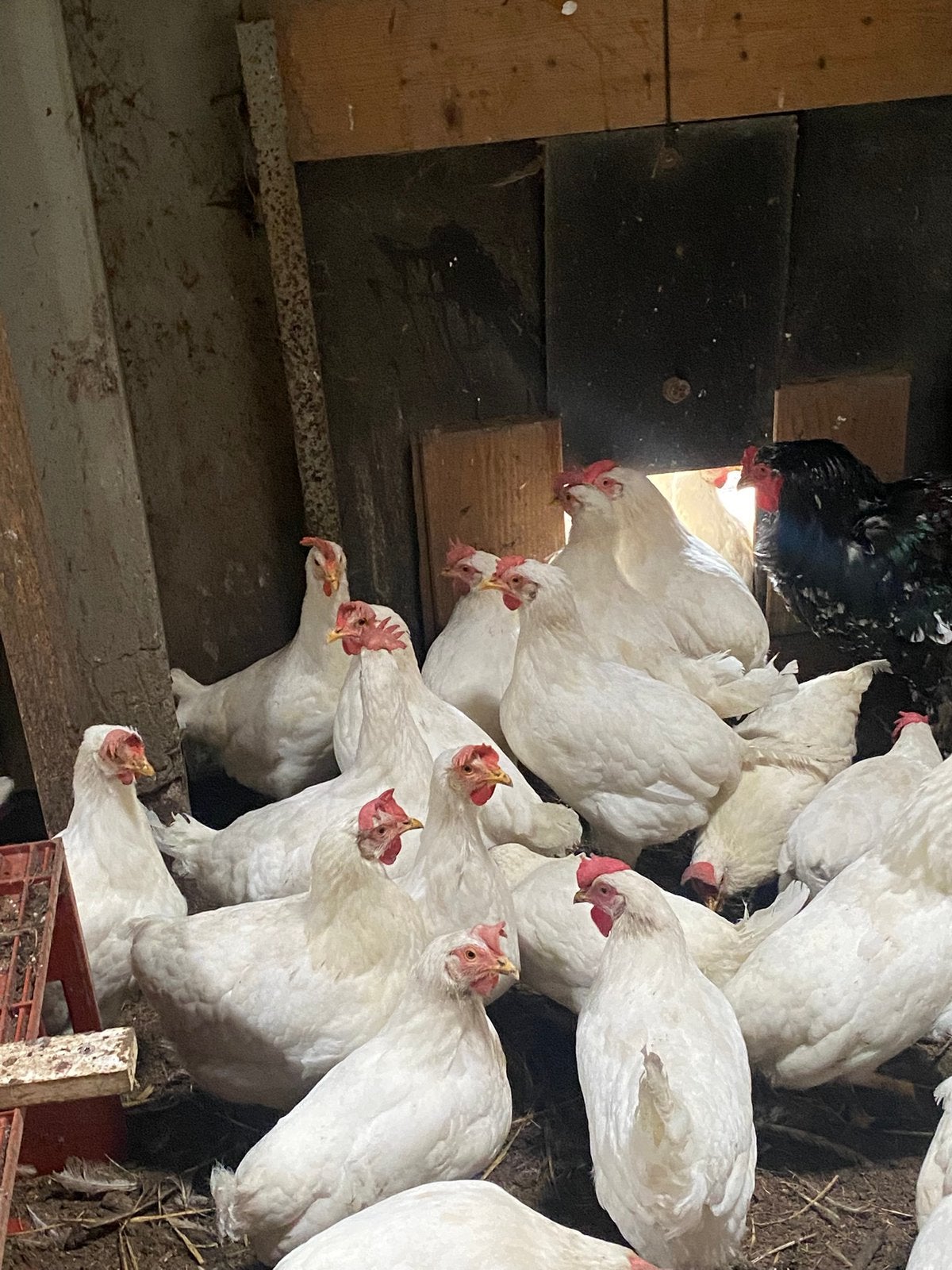 Witte leghorn hennen, Vrouwelijk, Kip
