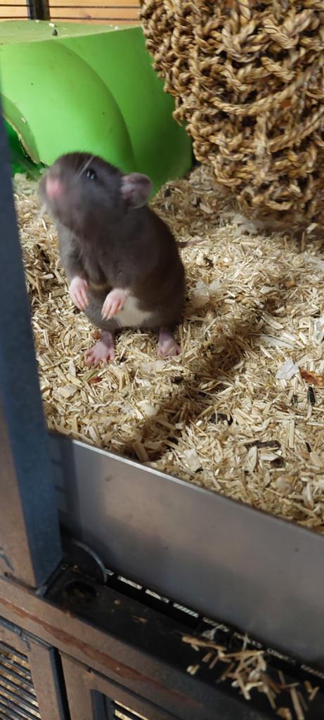 Lief mannetjes ritten, Dieren en Toebehoren, Knaagdieren, Rat, April, Mannelijk, Tam