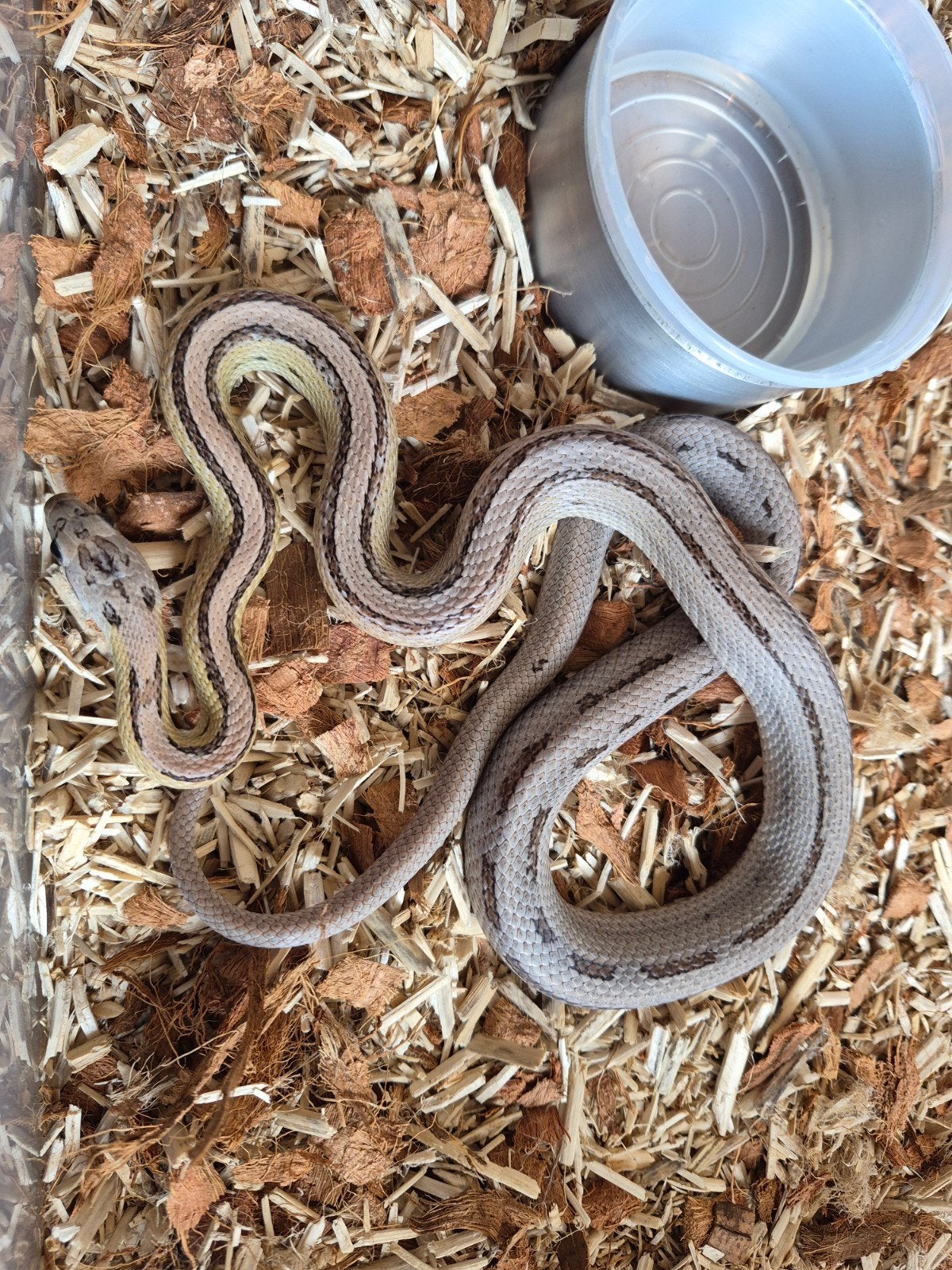 rattenslang anery striped het. sunkissed 2025 Rat Snake photo 7