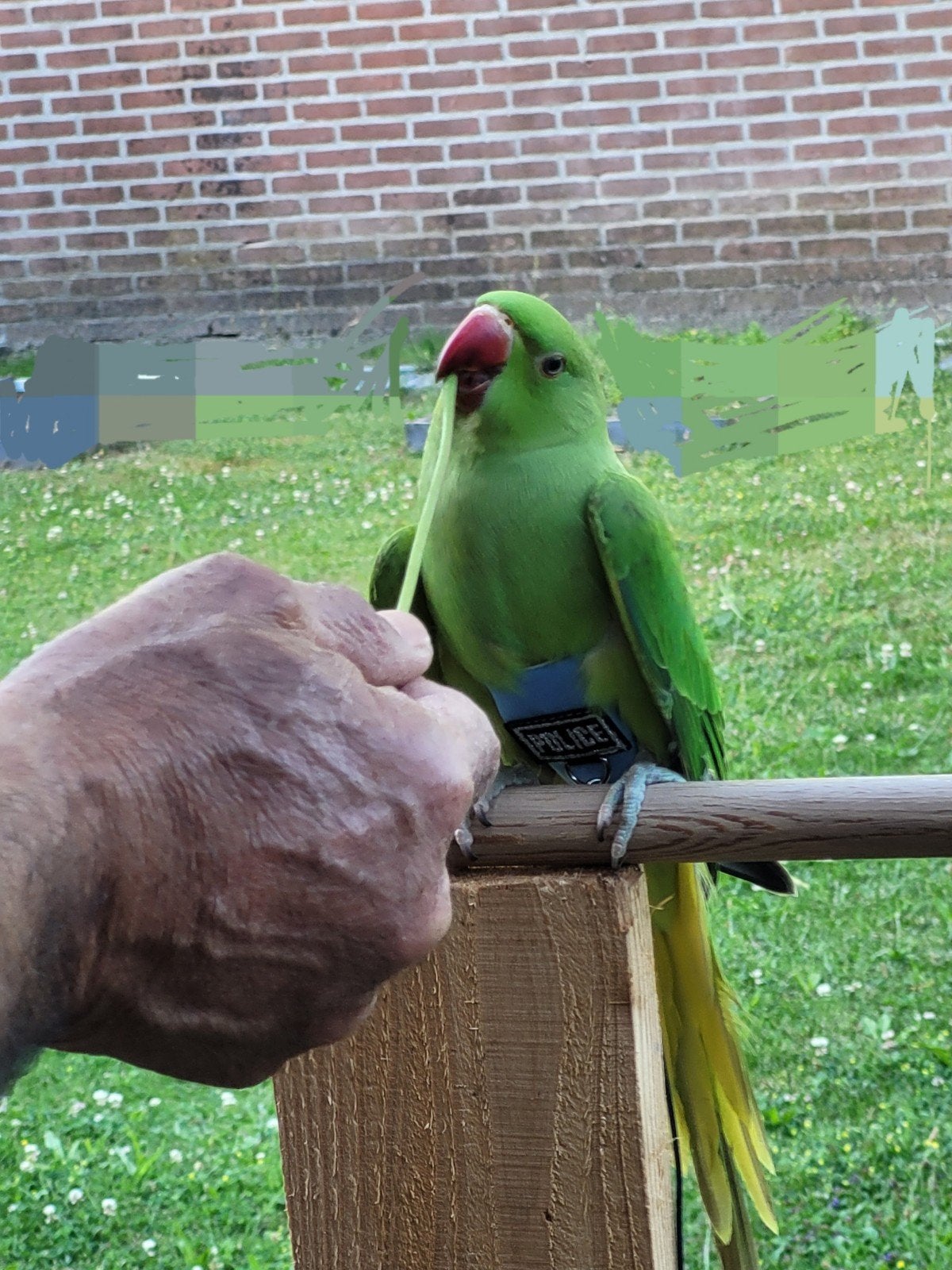 Halsbandparkiet tam, Geslacht onbekend, Parkiet, Tam