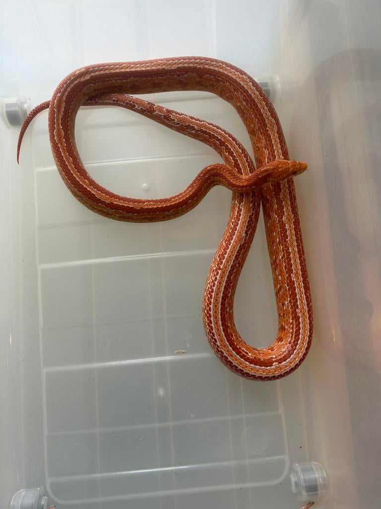 Korenslang te koop, Dieren en Toebehoren, Slang
