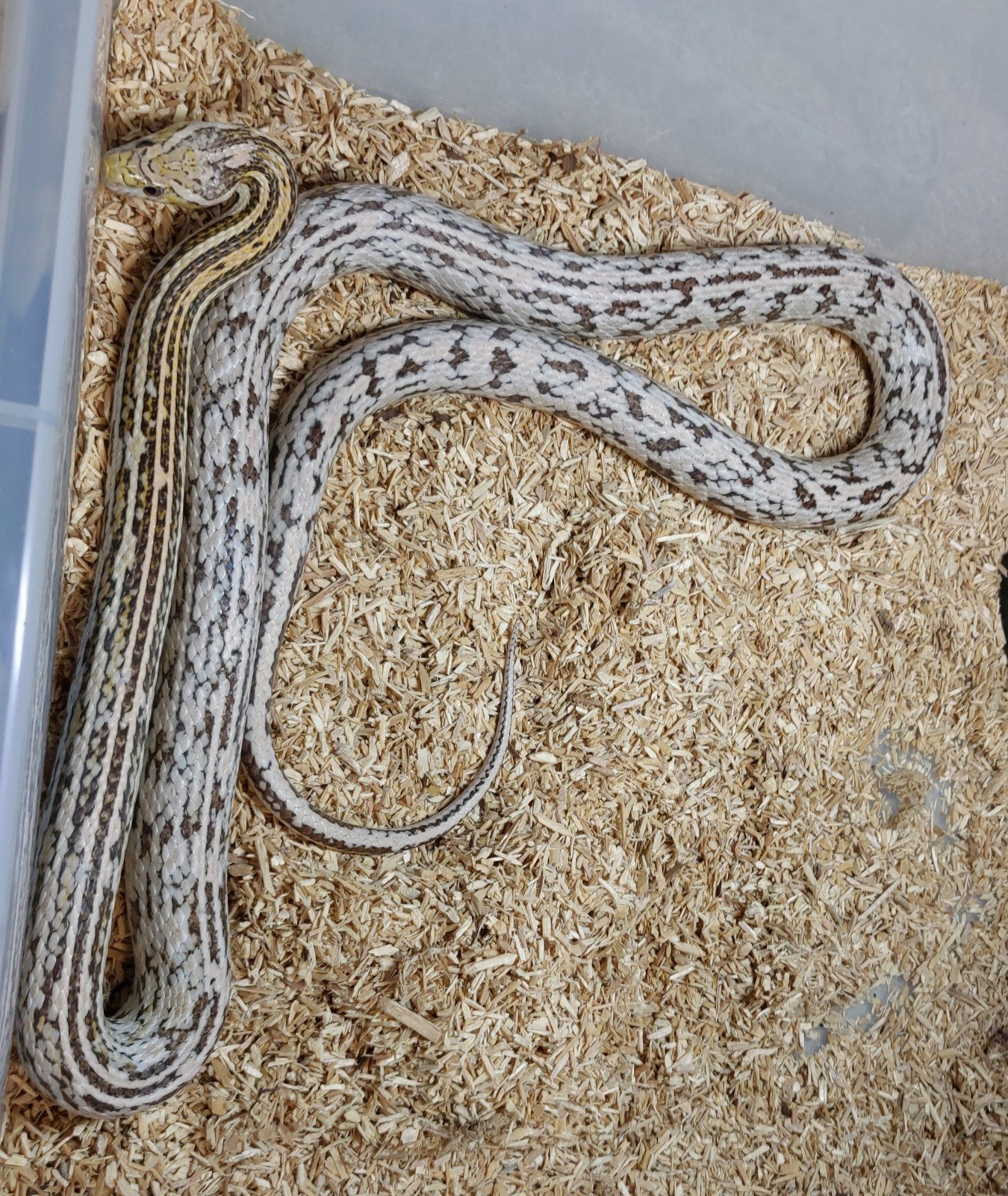Pantherophis guttatus Rat Snake - female for sale from TKT