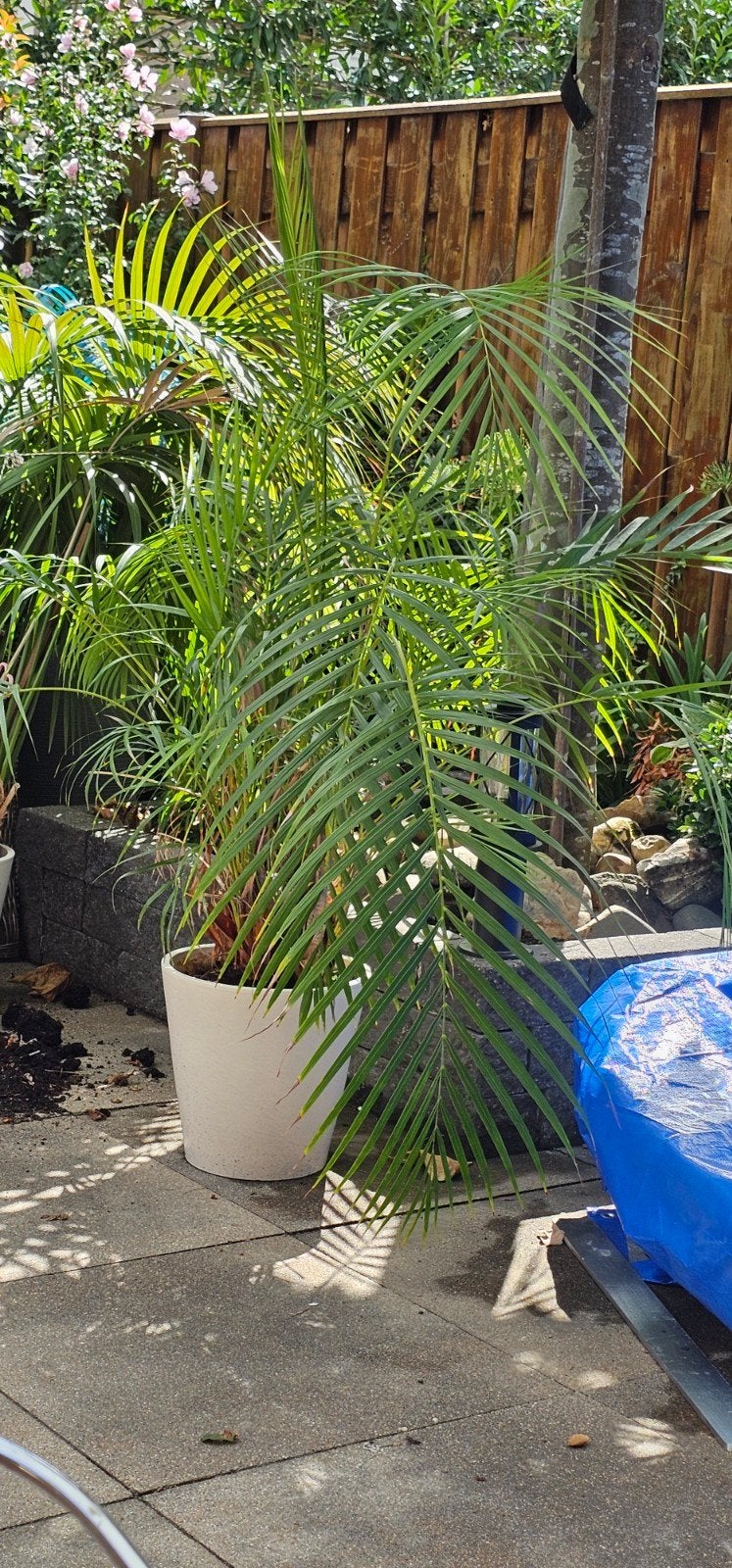 Palmplant, Tuin en Terras, Ophalen, Bloeit niet, Halfschaduw, Overige soorten