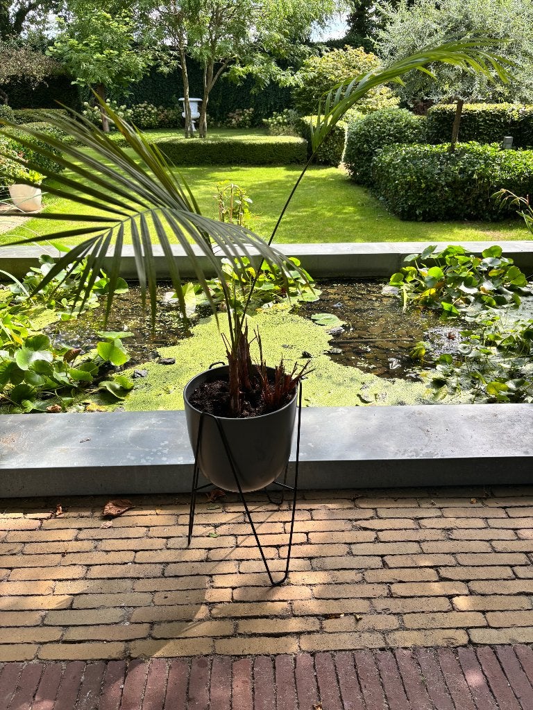 Stenen pot in standaard en palm, Ophalen, Halfschaduw, Minder dan 100 cm