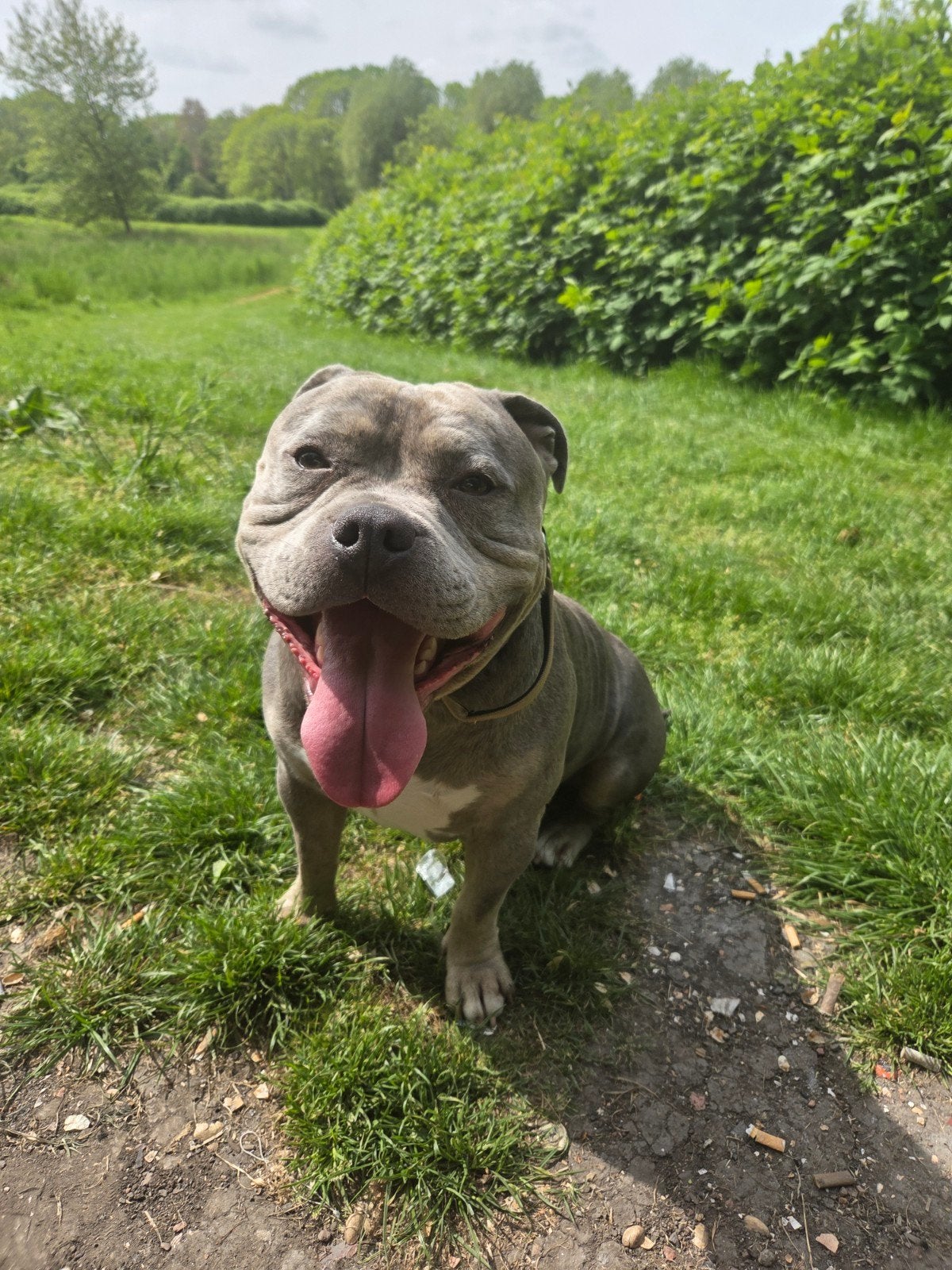 Pocket bully, Reu, 1 tot 2 jaar, Eén hond, Nederland