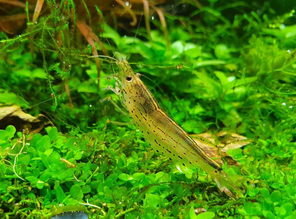 Japonica garnalen | Caridina multidentata, Dieren en Toebehoren, Vissen | Aquariumvissen, Kreeft, Krab of Garnaal, Zoetwatervis