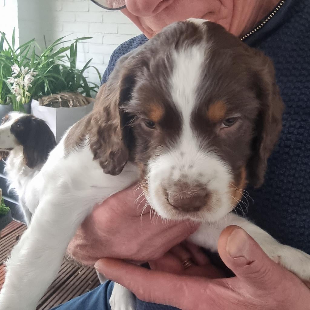 Engelse Springer Spaniël Pups met Stamboom laatste 2!, Parvo, 8 tot 15 weken, Meerdere, Meerdere dieren