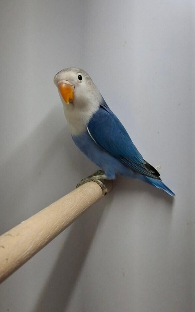 Te koop 2 blauw agapornis fischeri, Dieren en Toebehoren, Vogels | Parkieten en Papegaaien, Geslacht onbekend, Dwergpapegaai of Agapornis