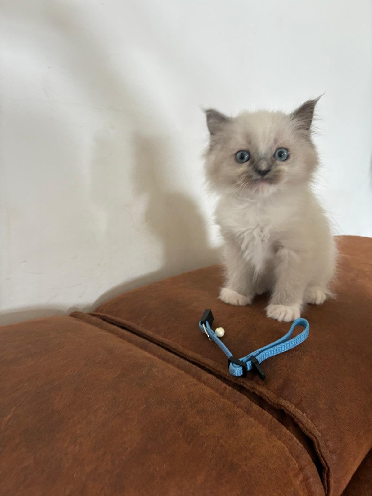 Lieve, mooie ragdoll kittens, Poes, Gechipt, 0 tot 2 jaar