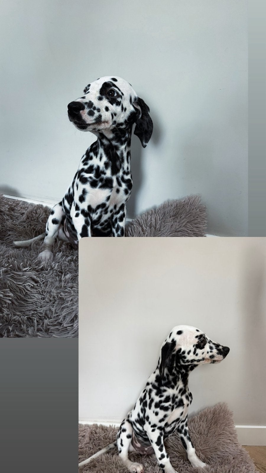 Dalmatiërs puppys, Overige rassen, 8 tot 15 weken, CDV (hondenziekte), Meerdere
